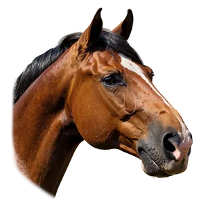 Classic Horse Head Profile Png Ppa PNG Image