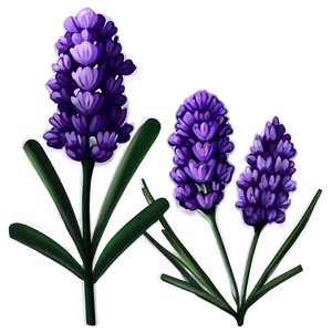 Classic Lavender Illustration Png 06292024 PNG Image