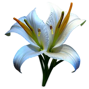 Classic Lilies Sketch Png 25 PNG Image