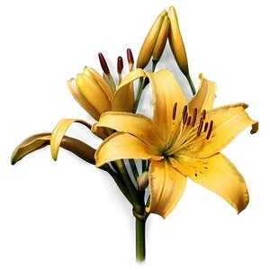 Classic Lilies Sketch Png Qkx48 PNG Image