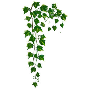Climbing Ivy Vine PNG 05042024 PNG
