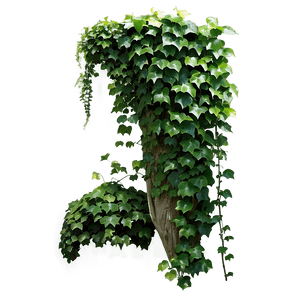Climbing Ivy Vine PNG irm53 PNG