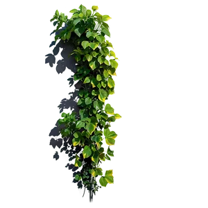 Climbing Plant Shadow Png 06292024 PNG Image