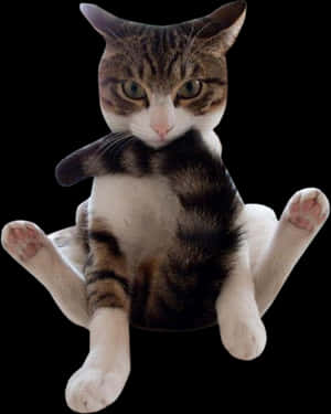 Clip Art Cats Png For - Funny Cat Png Transparent, Png Download PNG image with transparent background