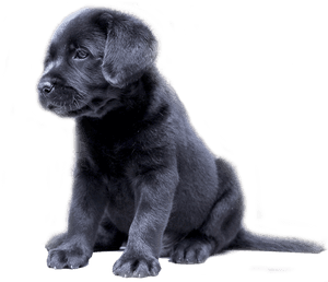 Clip Art Cute Lab Puppies - Black Lab Puppy Transparent, HD Png Download PNG image with transparent background