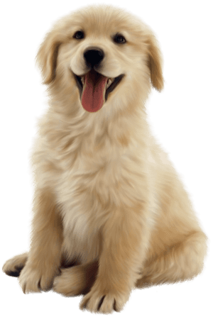 Clip Art Husky Golden Retriever Puppy, HD Png Download PNG image with transparent background