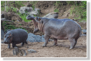 Clip Art Laki Expeditions Safaris This - Hippopotamus, HD Png Download PNG image with transparent background