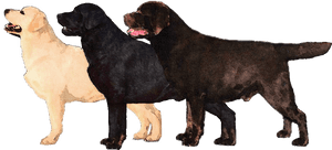 Clip Art Pics Of Labrador - Labradors Png, Transparent Png PNG image with transparent background