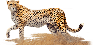Clip Art Year Of The Walking - Cheetah Png, Transparent Png PNG image with transparent background