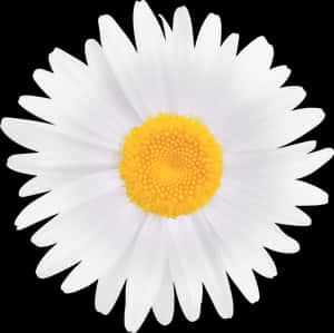 Clipart Image Gallery Yopriceville - White Daisy Flower Png, Transparent Png PNG image with transparent background
