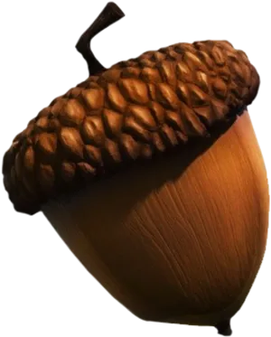 Close Up Acorn Isolated PNG Image