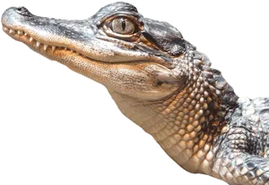 Close Up Alligator Portrait PNG Image