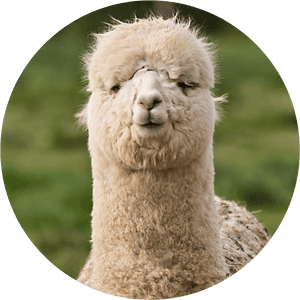 Close Up Alpaca Portrait PNG