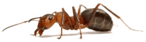 Ants Png Free Pic - Ant White Background, Transparent Png PNG image with transparent background