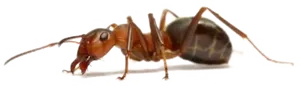 Close Up Ant Transparent Background PNG Image