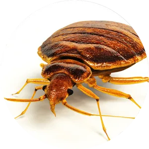 Close Up Bed Bug Image PNG Image