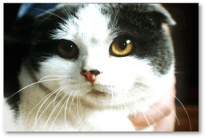 Domestic Short-haired Cat, HD Png Download PNG image with transparent background