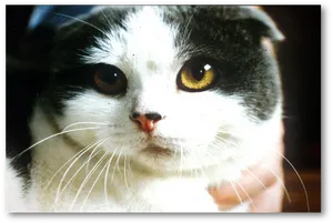 Close Up Black White Cat Yellow Eyes PNG Image