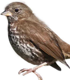 Close Up Brown Sparrow PNG Image