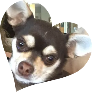 Close Up Chihuahua Portrait PNG Image