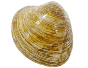 Clams, HD Png Download PNG image with transparent background