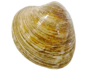 Close Up Clam Shell Texture PNG Image