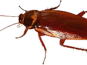 Close Up Cockroach Image PNG