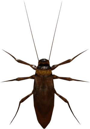 Download Zip Archive - Longhorn Beetle, HD Png Download PNG