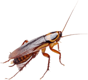 Roaches Clipart, HD Png Download PNG