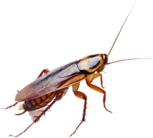 Close Up Cockroach Isolated PNG Image