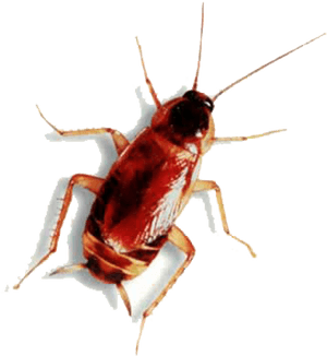 Roach Png Free Download - Animal Has Six Legs, Transparent Png PNG
