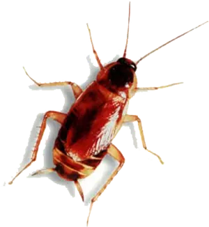 Close Up Cockroach Isolated PNG Image