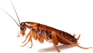 Close Up Cockroach P N G Transparent Background PNG