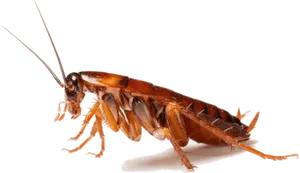 Close Up Cockroach P N G Transparent Background PNG Image