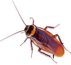 Close Up Cockroach.png PNG