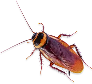 Close Up Cockroach.png PNG Image