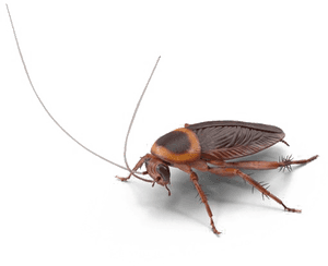 Close Up Cockroach Transparent Background PNG