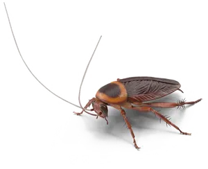 Close Up Cockroach Transparent Background PNG Image