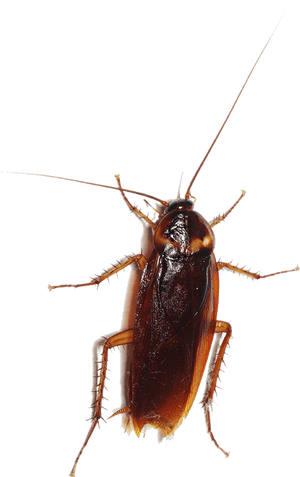 Close Up Cockroach Transparent Background PNG