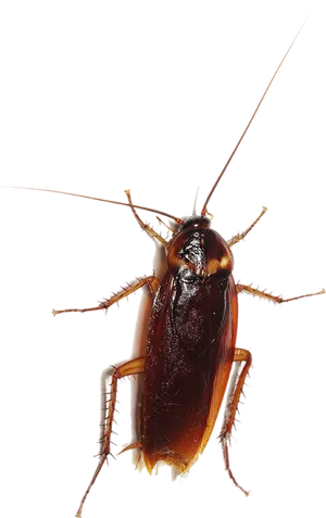 Close Up Cockroach Transparent Background PNG Image