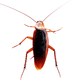 Close Up Cockroach Transparent Background PNG