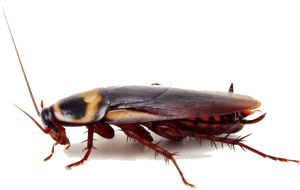 Cockroach Insect Pest Control Termite - City Roach, HD Png Download PNG