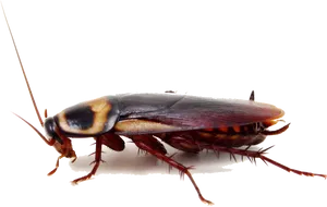 Close Up Cockroach Transparent Background PNG Image