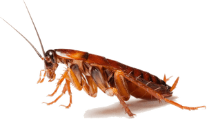 Close Up Cockroach Transparent Background PNG