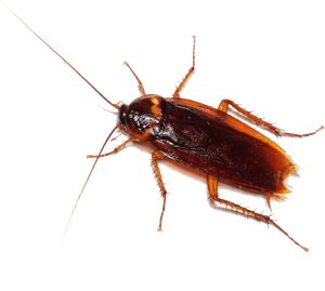 Close Up Cockroach Transparent Background PNG