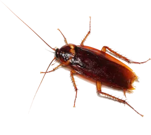 Close Up Cockroach Transparent Background PNG Image