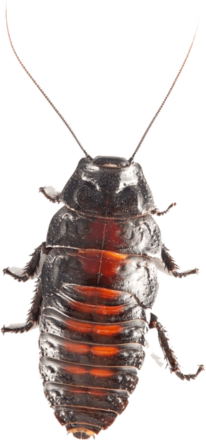 Close Up Cockroach Transparent Background PNG