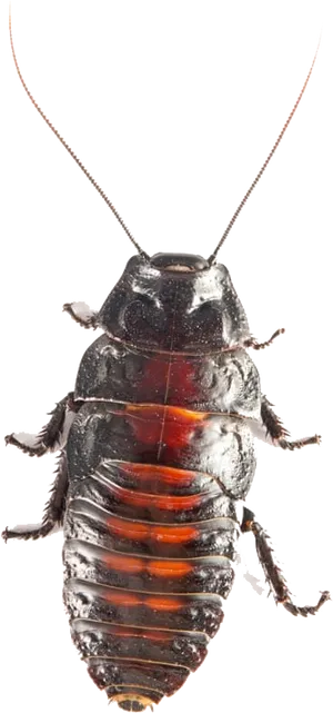 Close Up Cockroach Transparent Background PNG Image