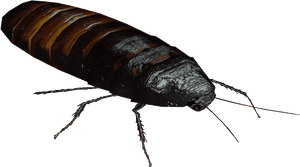 Close Up Cockroach Transparent Background PNG