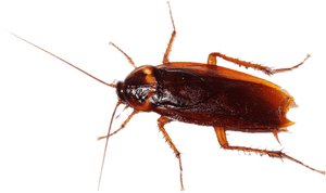Close Up Cockroach Transparent Background PNG